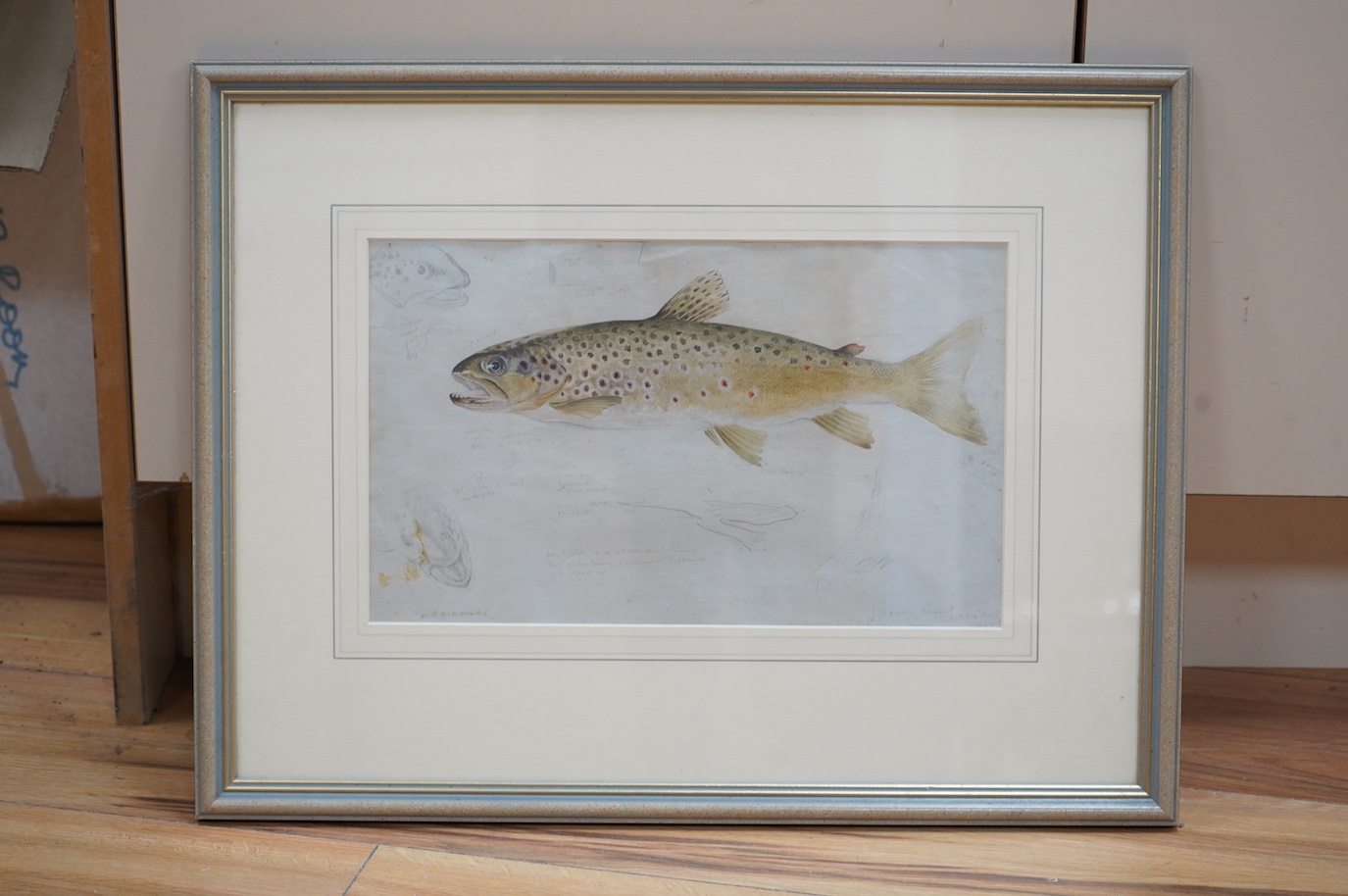 Mildred E. Eldridge, (1909-1991), watercolour, Study of a Trout, signed in pencil, details verso, 20 x 32cm. Condition - poor